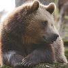 10 Alternatives Aux Zoos Classiques Pour Voir Des Animaux destiné Parc Animalier Argeles Gazost Tarif