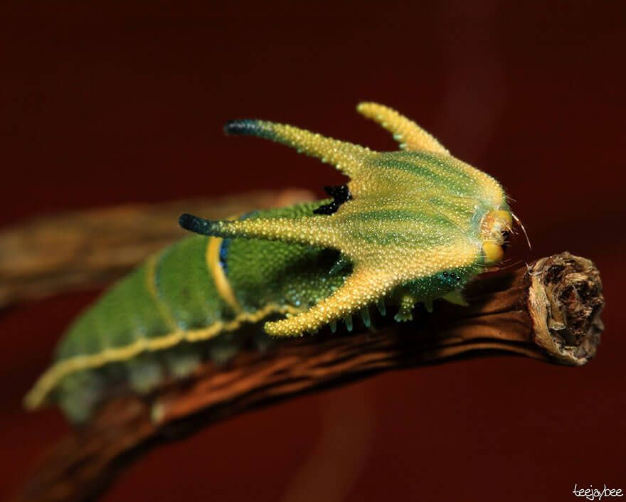 19 Papillons Avant Et Après Leur Métamorphose | Photo intérieur Métamorphose Chenille