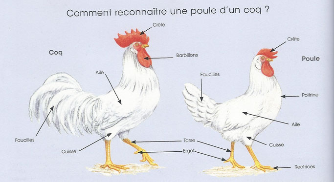 2) Quelles Sont Les Caractéristiques Biologiques D&amp;#039;Une destiné Difference Entre Agneau Et Mouton