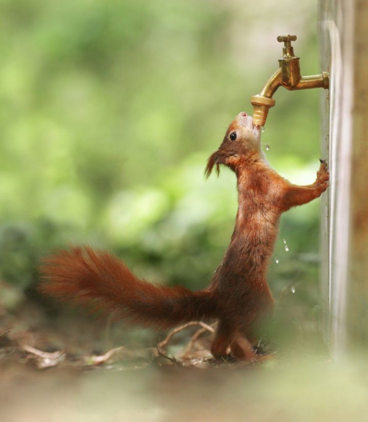21 Photographies Hilarantes D'Animaux De La Forêt Dans Des tout Image D