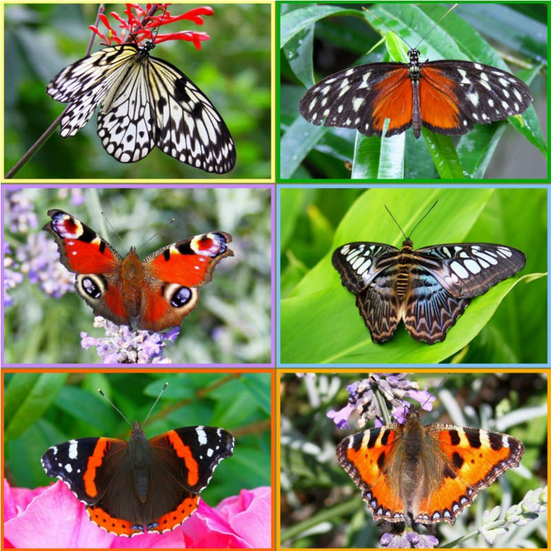 6 Puzzles Papillons En Bois Avec De Grandes Pièces Et Un concernant Métamorphose De Papillon En 6 Lettres