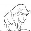 8 Classique Coloriage Bison Image avec Bison Coloriage