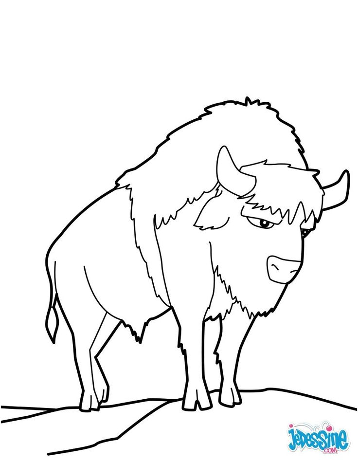 8 Classique Coloriage Bison Image avec Bison Coloriage