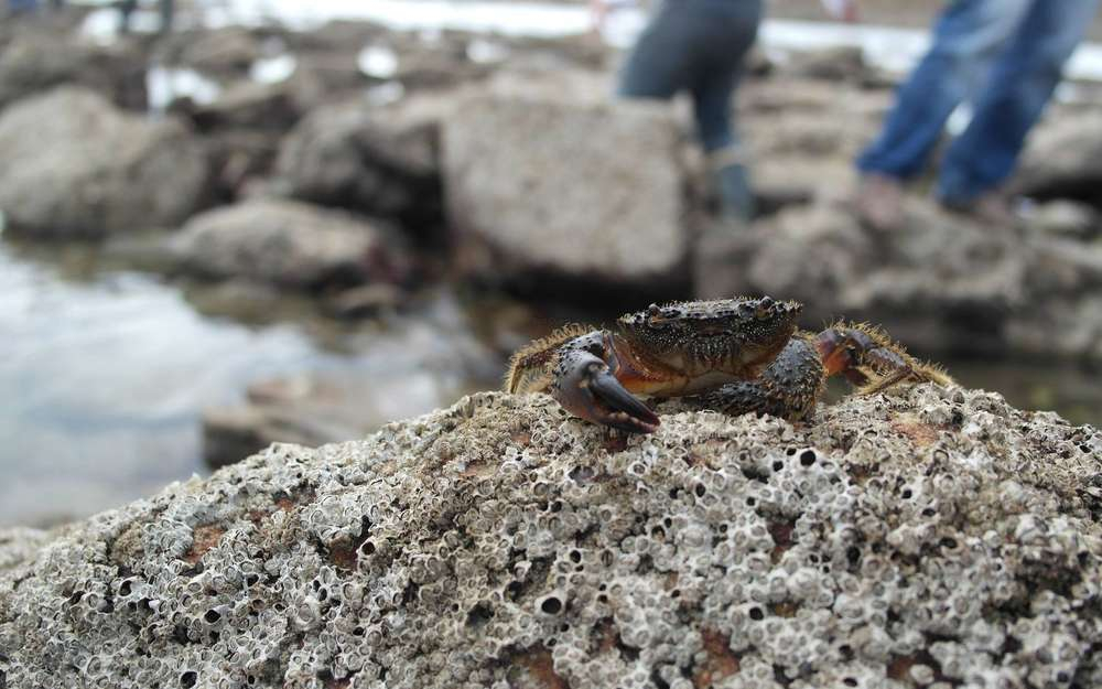 A La Pêche Aux Moules Tu Iras Mieux Informé intérieur Pêche À La Moule