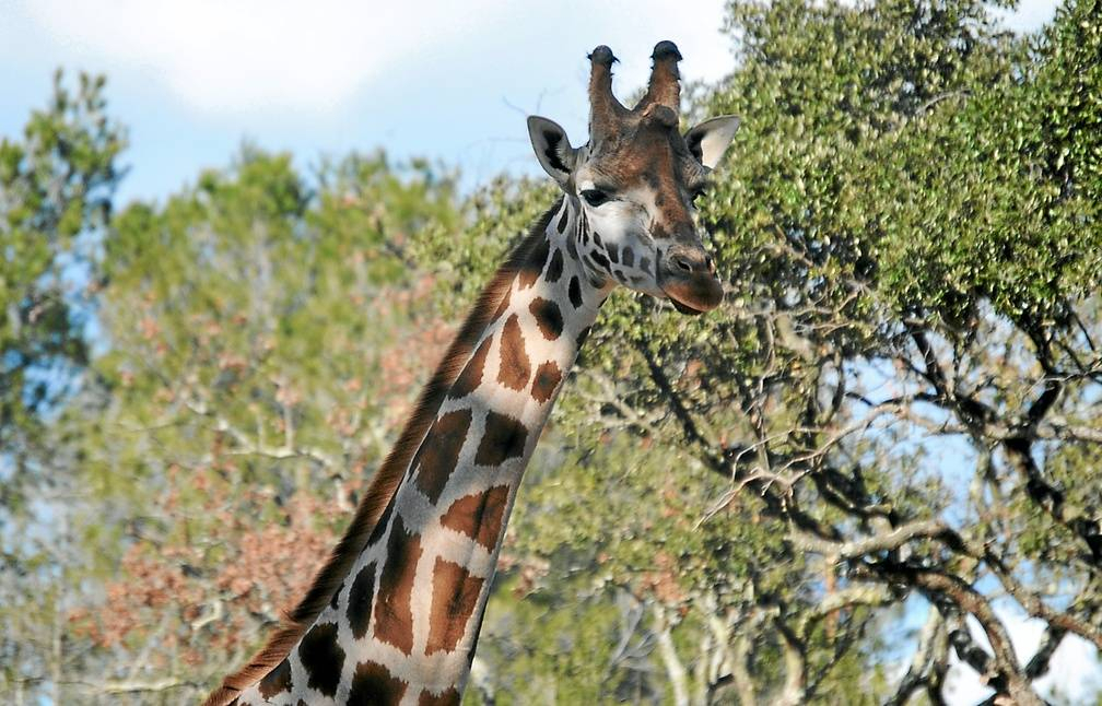 Afrique Du Sud: Une Girafe Meurt Sur L'Autoroute Après Un avec Animaux Pays Froid