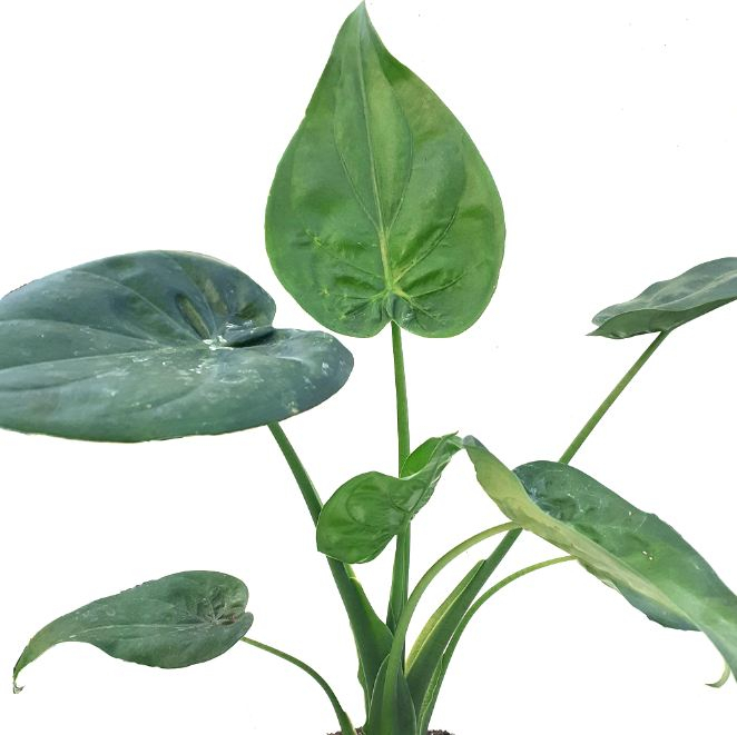 Alocasia Cucullata - Kajuard Plantes intérieur Plante Solange