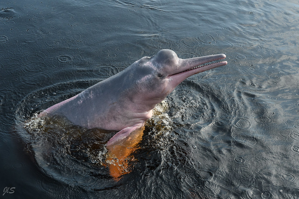 Amazon River Dolphin, Dauphin Rose D'Amazonie | Amazonas pour Dauphin Amazonie