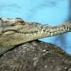 &quot;American Crocodile (Crocodylus Actus) - Costa Rica&quot; By intérieur Crocodile
