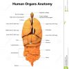 Anatomie D'Organes De Corps Humain Avec Les Labels tout Organes Internes Du Corps Humain