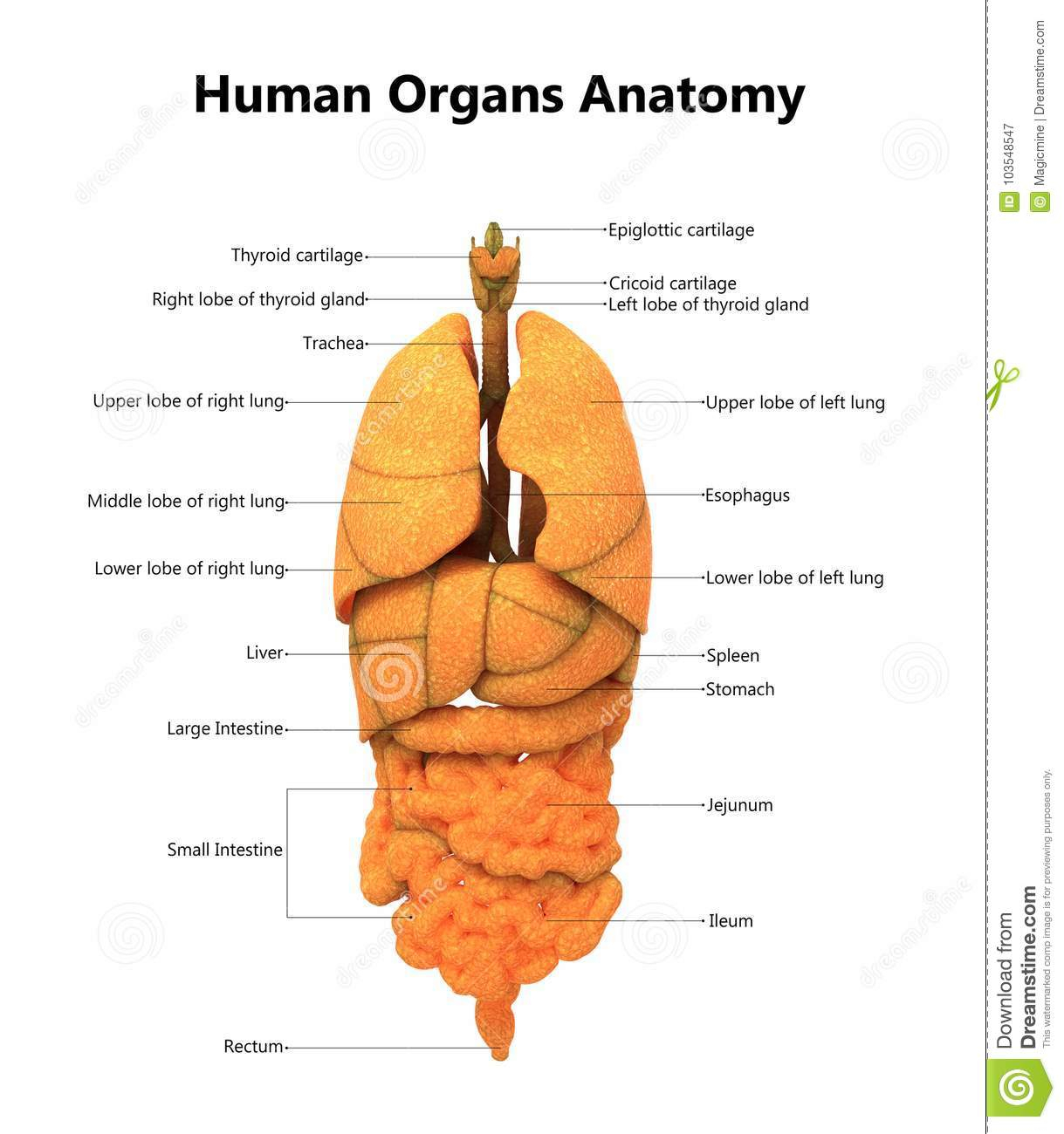 Anatomie D'Organes De Corps Humain Avec Les Labels tout Organes Internes Du Corps Humain