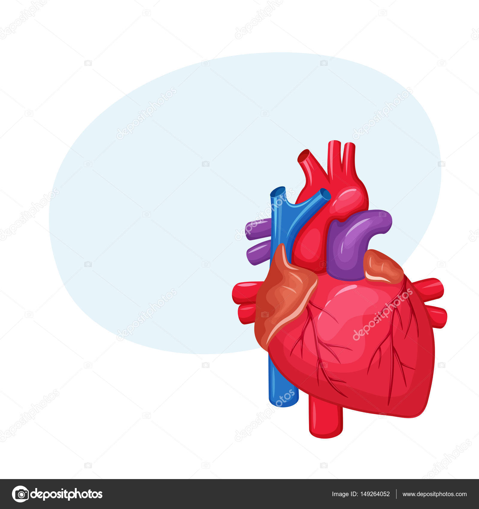 Anatomie Du Coeur Humain — Image Vectorielle Nordfox encequiconcerne Image Du Coeur Humain
