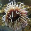 Anemone De Mer : Taille, Description, Biotope, Habitat destiné Anémone Des Mers