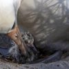 Animaux. Wisdom, Une Albatros Sauvage, Devient Maman À concernant Oiseau Qui Rit