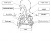 Appareil Respiratoire À Légender - Exercices - Cm1 - Cm2 encequiconcerne Leçon Respiration Cm1