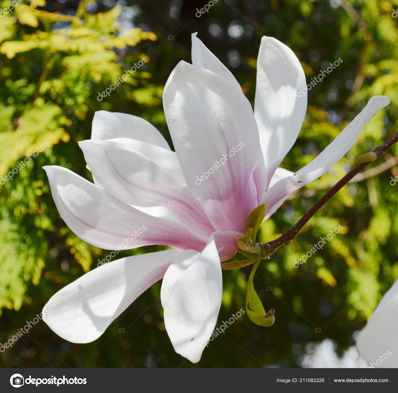 Arbre Magnolia Fleurit Printemps Image Libre De Droit Par avec Plantation De Fleurs Au Printemps