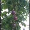 Arbres Fruitiers Et Leurs Fruits - Le Blog De Babeth à Les Noms Des Arbres Et Leurs Fruits