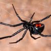 Australie: Il Va Aux Toilettes, Une Araignée Mortelle Lui serapportantà Jeux De Arenier
