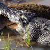 Australie: Un Crocodile Croque Un Congénère Sous Les Yeux encequiconcerne Plus Gros Crocodile
