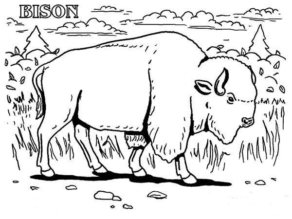 B Is For Bison Coloring Page | Color Luna pour Bison Coloriage