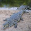Best Jungle Life: Crocodiles &amp; Crocodile Pics dedans Crocodile