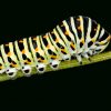 Caterpillar Png encequiconcerne Chenille Image