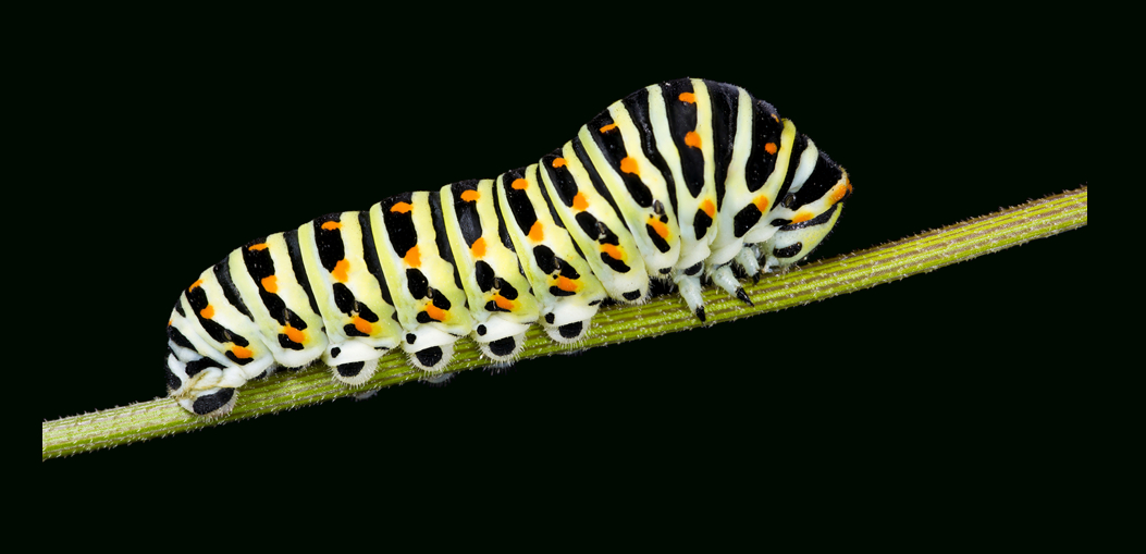 Caterpillar Png encequiconcerne Chenille Image