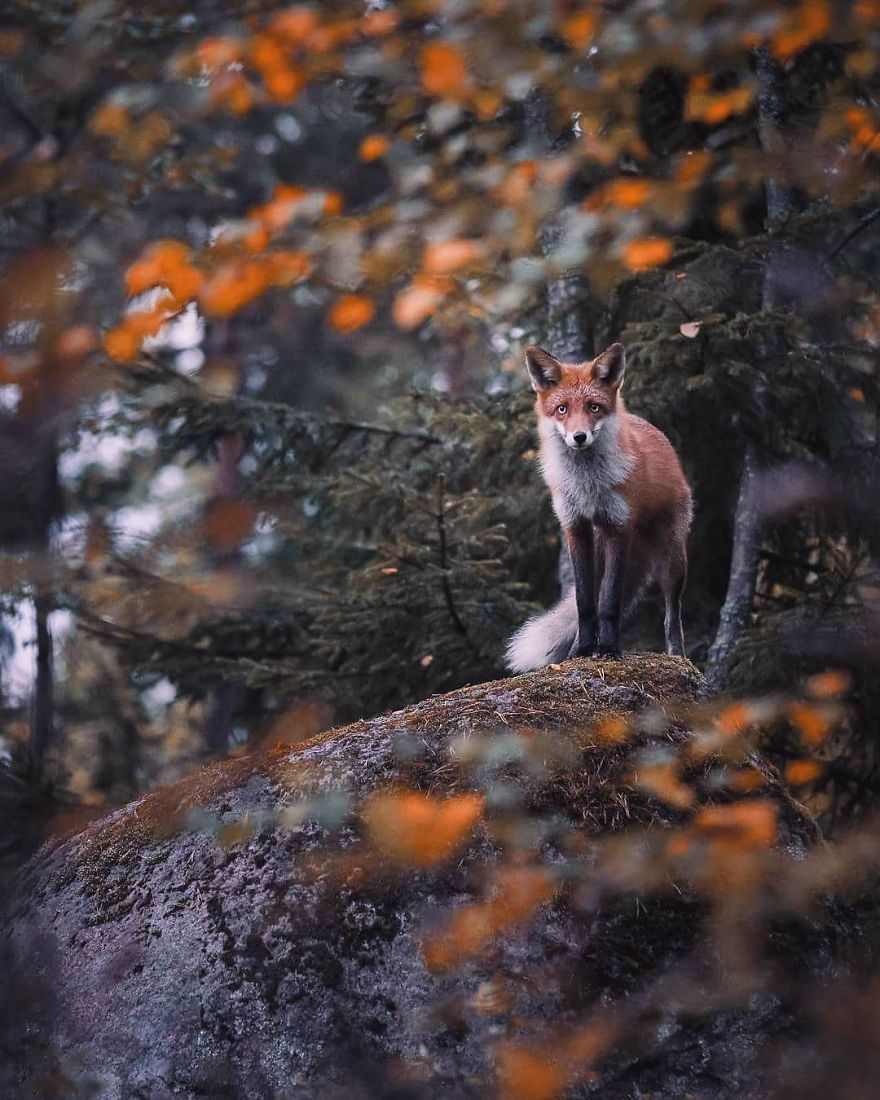 Ce Type Photographie Des Animaux Des Forêts Finlandaise avec Animaux De Foret