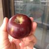 Ceci Est Une Pomme D'Api | Bien Dans Ma Cuisine dedans Pomme De Reinette Et Pomme D Api Tapis Tapis