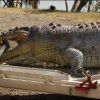 Chasse À L'Homme Après La Mort D'Un Crocodile tout Un Crocodile S En Allait À La Guerre Paroles