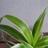 Chlorophytum - Créations Florales Sur Mesure tout Plante Solange