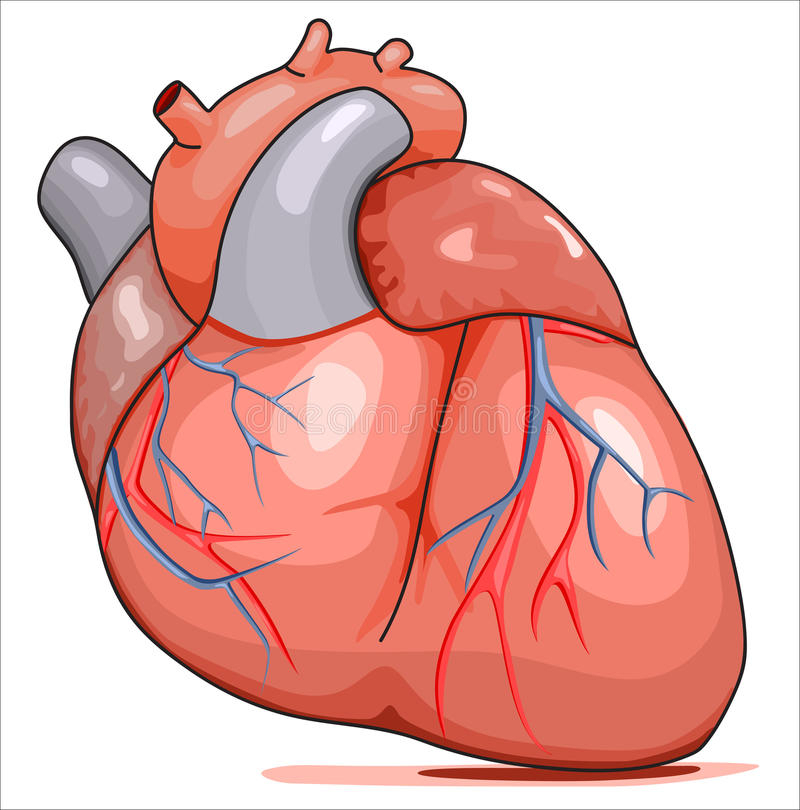 Coeur Humain Illustration De Vecteur. Illustration Du intérieur Image Du Coeur Humain