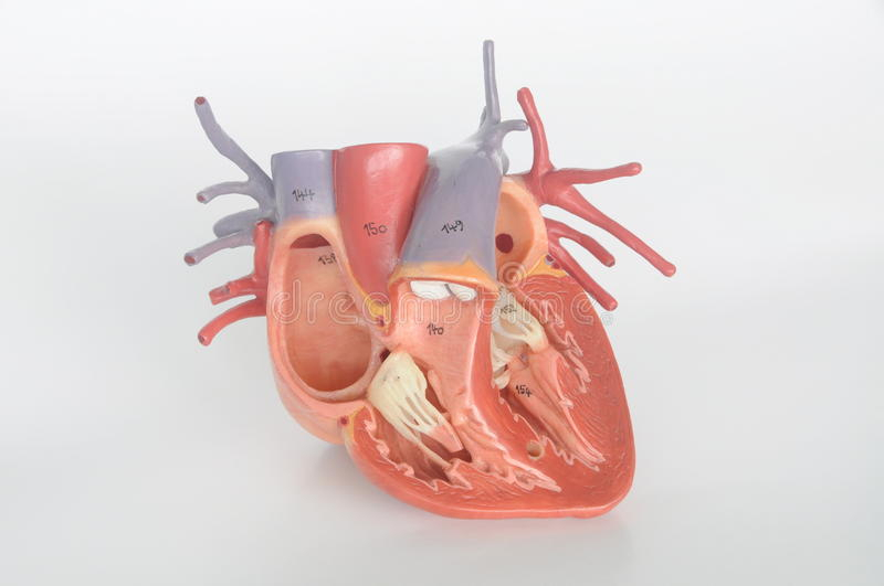Coeur Humain Image Stock. Image Du Médecine, Anatomie avec Image Du Coeur Humain