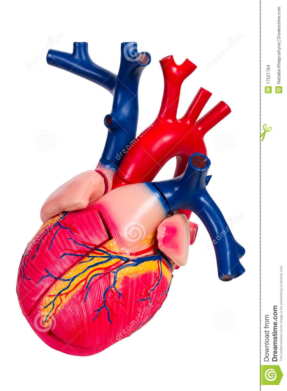 Coeur Humain, Modèle Anatomique Photo Stock - Image Du intérieur Image Du Coeur Humain
