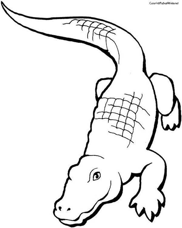 Coloriage Crocodile Facile Maternelle Dessin Gratuit À à Photo De Crocodile A Imprimer