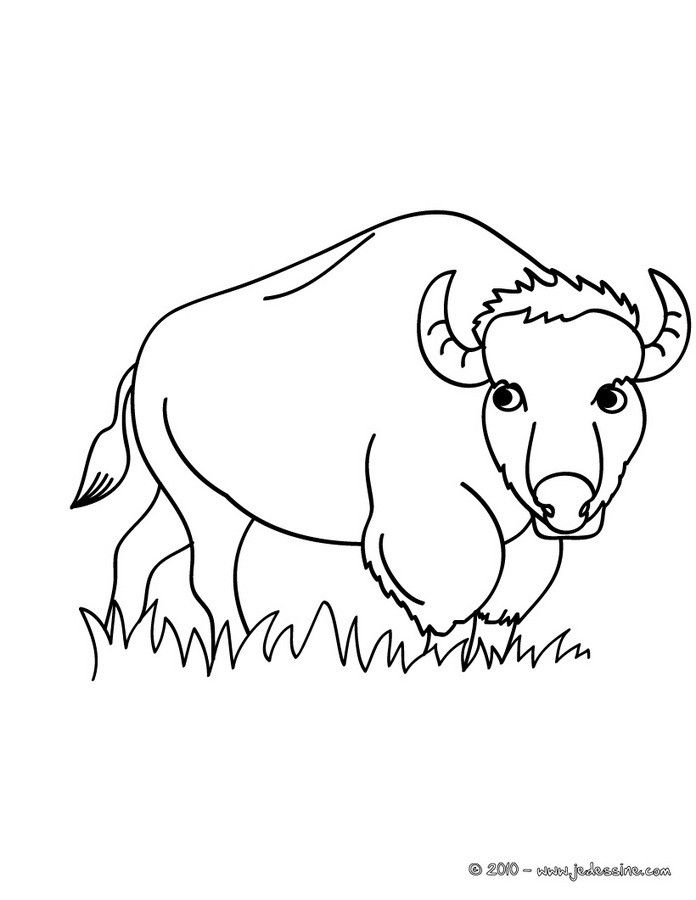 Coloriage D'Un Animal Sauvage Le Bison. Un Coloriage pour Bison Coloriage