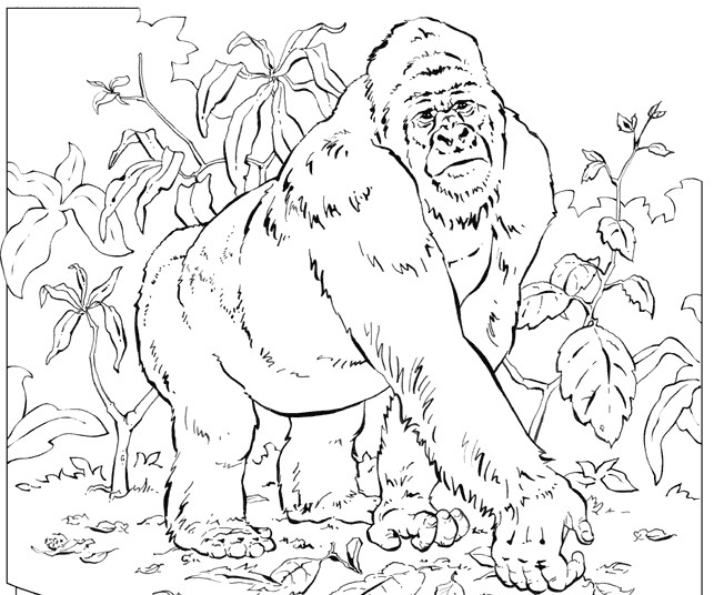 Coloriage Gorille #7455 (Animaux) - Album De Coloriages tout Coloriage Gorille