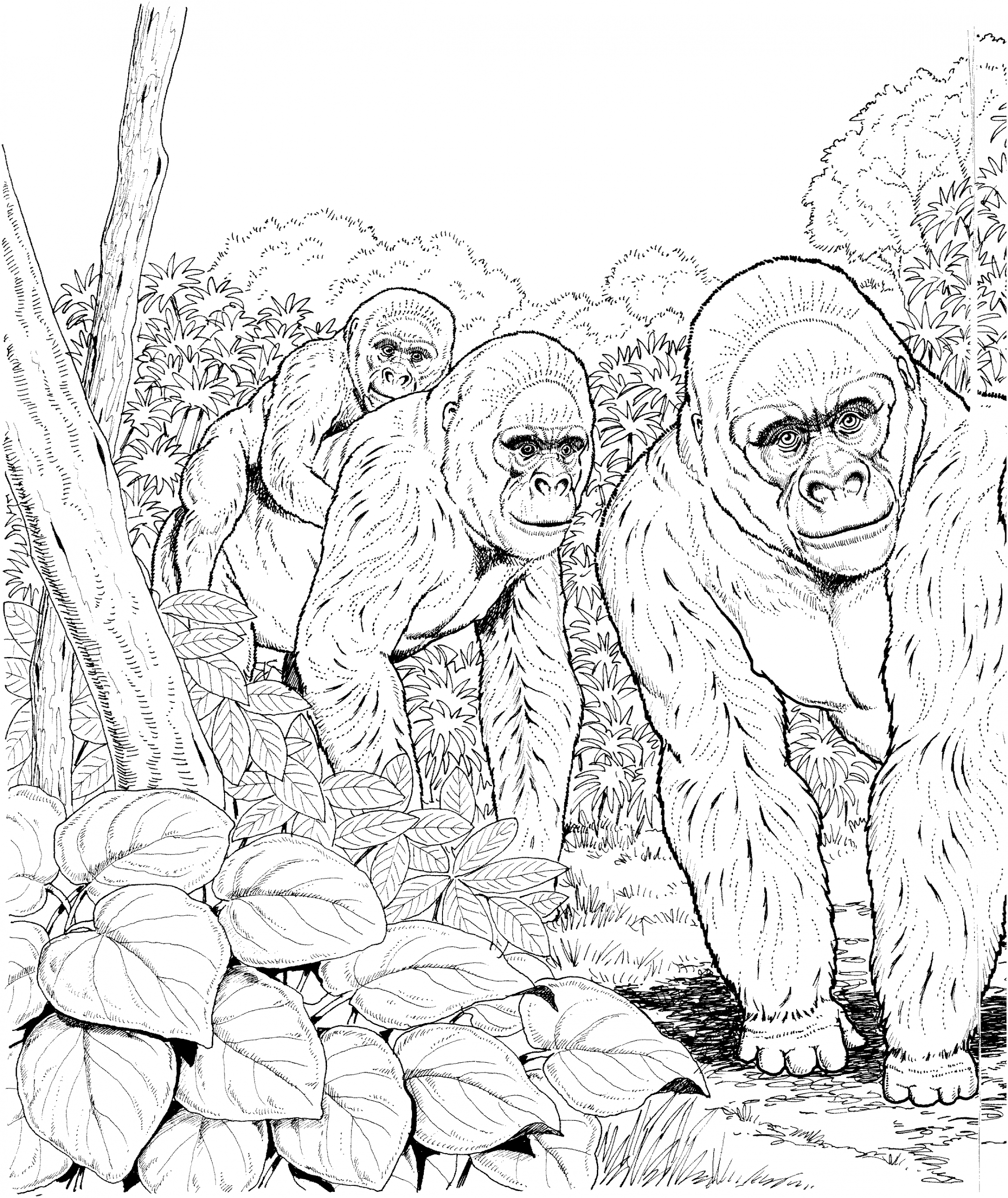 Coloriage Gorille #7464 (Animaux) - Album De Coloriages à Coloriage Gorille