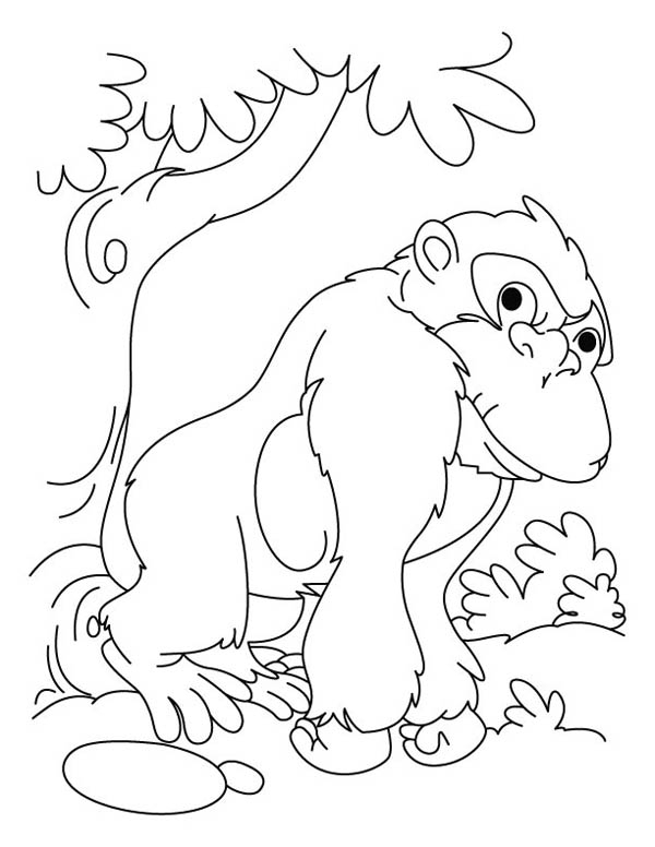 Coloriage Gorille #7534 (Animaux) - Album De Coloriages à Coloriage Gorille