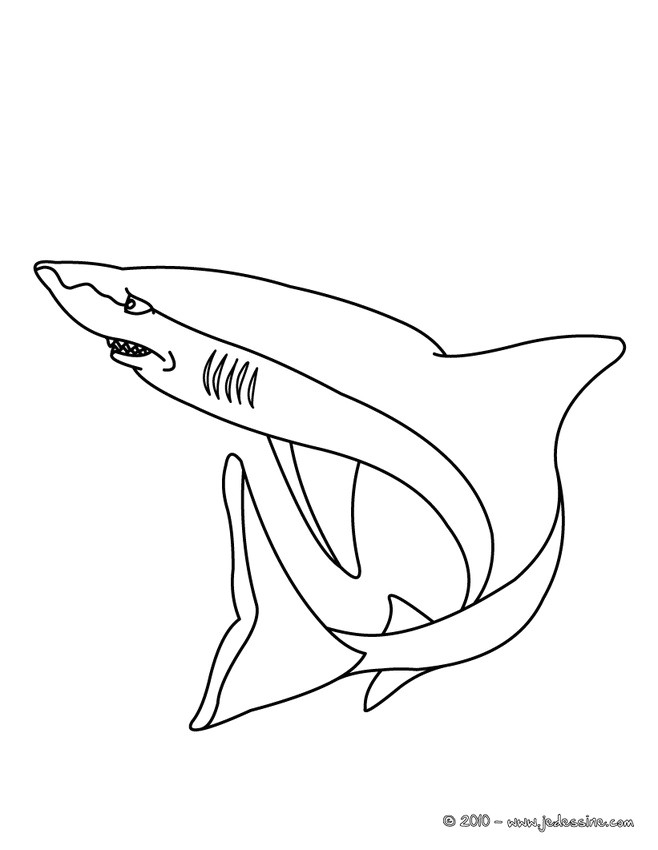 Coloriage Grand Requin Blanc | Danieguto à Coloriage Requin Blanc Imprimer