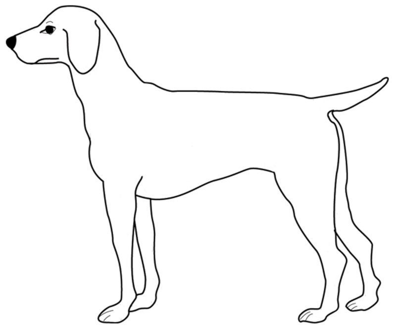 Coloriage Labrador A Imprimer - Greatestcoloringbook encequiconcerne Coloriage Labrador