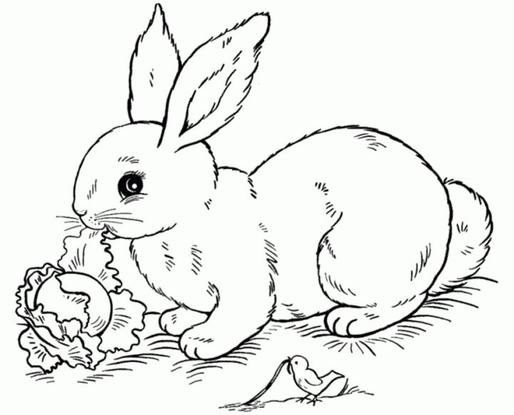 Coloriage Lapin Nain  Arouisse.com