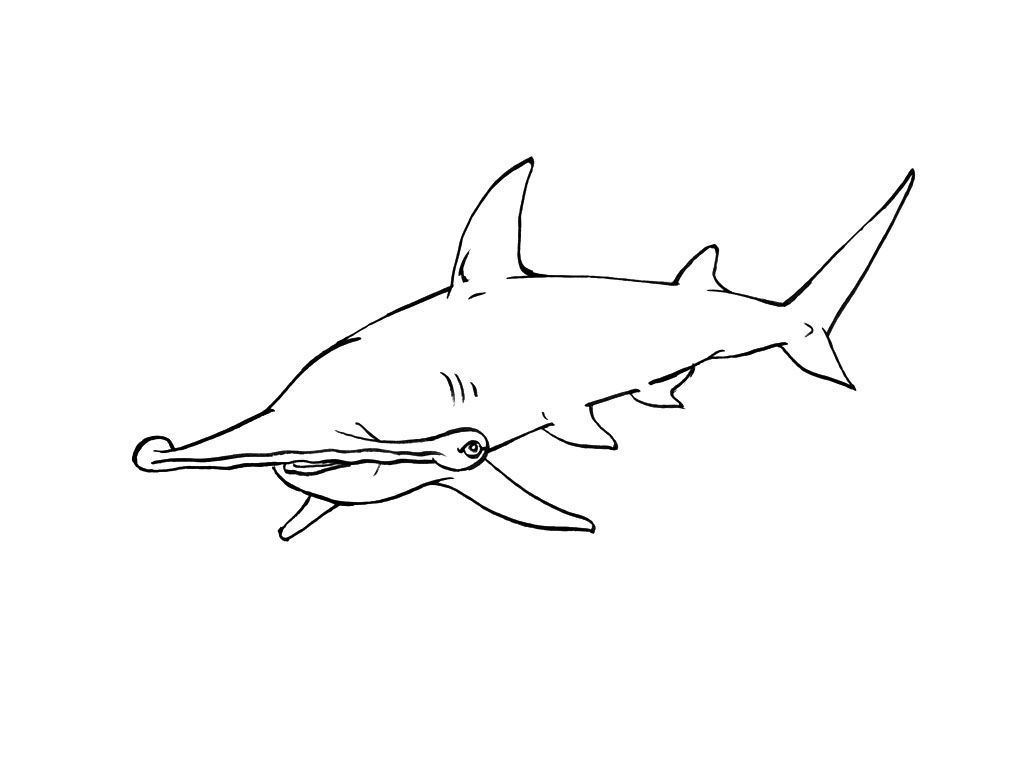 Coloriage Requin 10 - Coloriage Requins - Coloriages Animaux serapportantà Dessin De Requin Tribal