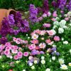 Comment Créer Un Joli Massif De Fleurs Pour Décorer Le concernant Fleurs De Jardin