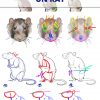 Comment Dessiner Un Rat | Dessin Rat, Dessin Et Apprendre pour Apprendre A Dessiner Des Animaux Facilement Et Gratuitement