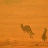 Comment Estimer Le Nombre D'Animaux Morts Dans Les intérieur Nombre De Kangourou En Australie