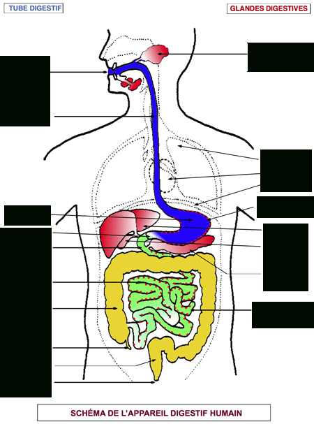 Comment Les Organismes S&amp;#039;Approvisionnent-Ils En Aliments destiné Image De L Appareil Digestif