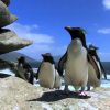 Compilation Chute De Pingouins Et De Manchots ! Fou Rire intérieur Pingouin Sur La Banquise