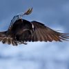 Corbeau Oiseau Vol (Avec Images) | Corbeau, Grand Corbeau dedans Vol Petit Oiseau
