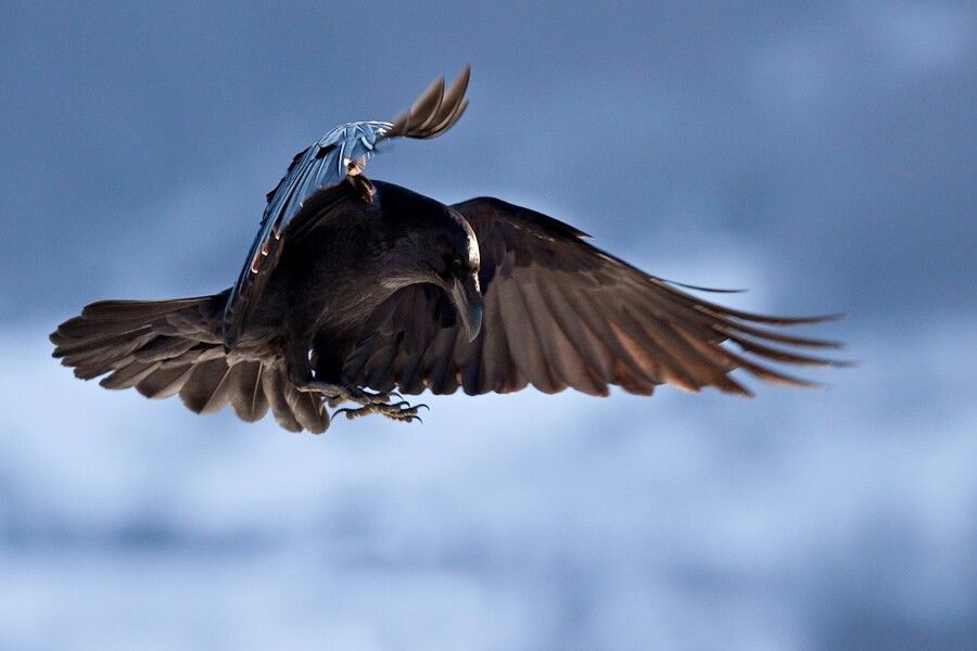 Corbeau Oiseau Vol (Avec Images) | Corbeau, Grand Corbeau dedans Vol Petit Oiseau
