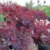 Cotinus Coggygria 'Royal Purple' | Plants Direct intérieur Arbre Petite Feuille